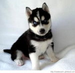 shivi - Husky Sibérien Mâle (7 mois)