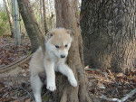 dog? in a tree? - Husky Sibérien (11 mois)