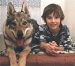 daizonne - Husky Sibérien Mâle (6 ans)