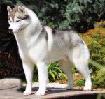 binca - Husky Sibérien (3 ans)