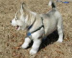 lily as a pup - Husky Sibérien (6 mois)