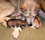 Jazzy - Husky Sibérien