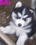 Balka - Husky Sibérien (3 mois)