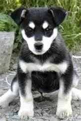 Jackson - Husky Sibérien Mâle (10 mois)