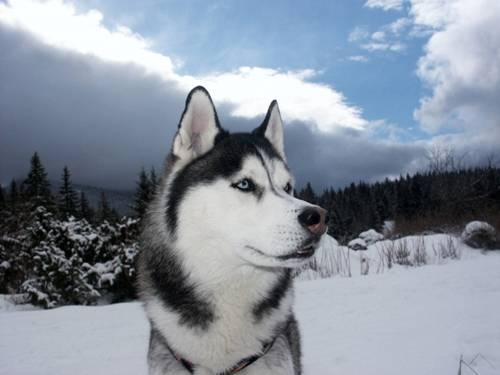 Milu - Husky Sibérien (10 mois)