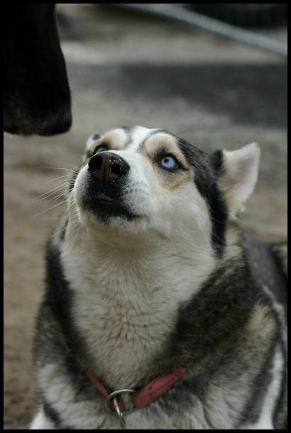 Nanouk - Husky Sibérien (7 ans)