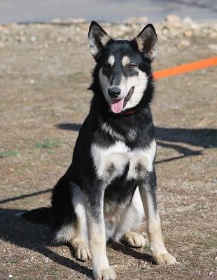 Yogui - Husky Sibérien Mâle (3 ans)
