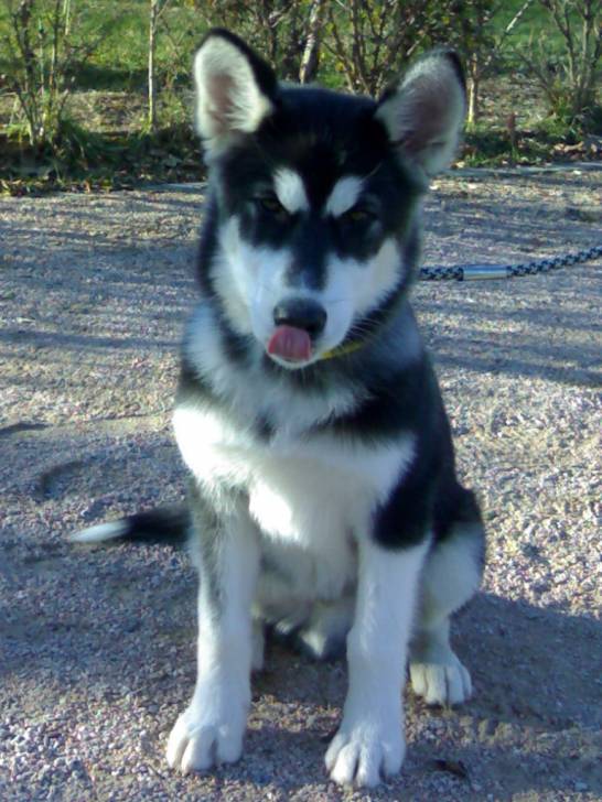 Toby - Husky Sibérien