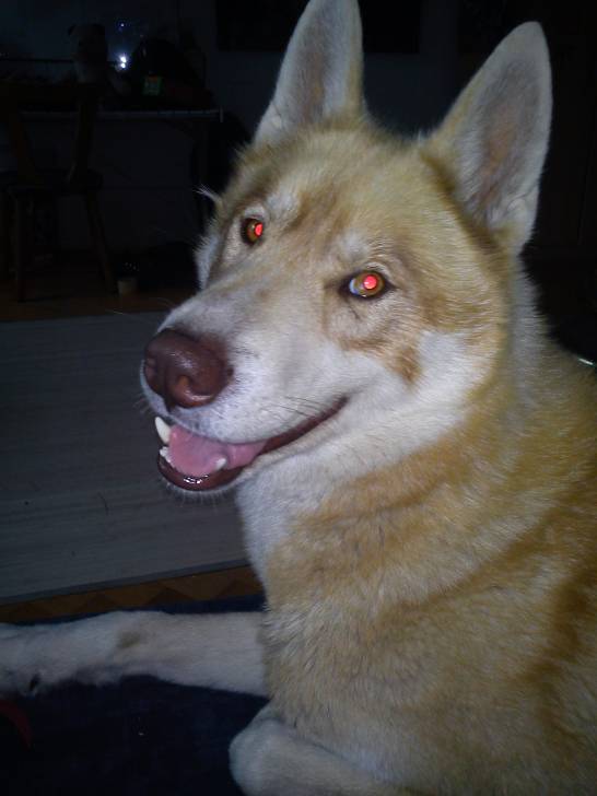 dakota - Husky Sibérien Mâle (2 ans)