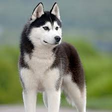 Documents and Settings\Guest - Husky Sibérien (5 ans)