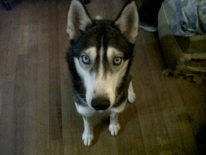 Fae alias bébé loup - Husky Sibérien