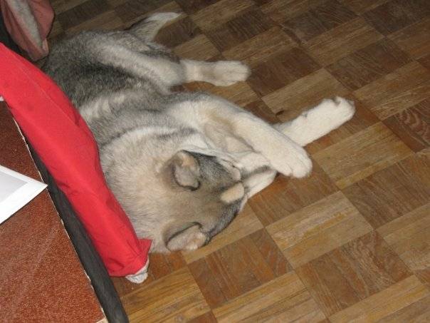 Daksha - Husky Sibérien