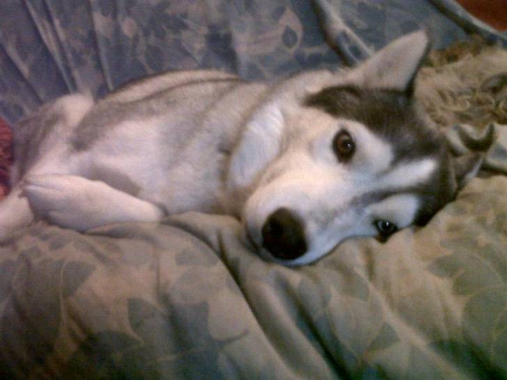 Daksha - Husky Sibérien