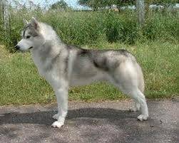 eclipse - Husky Sibérien Mâle (1 an)