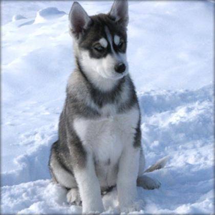 Prosper - Husky Sibérien Mâle (4 mois)