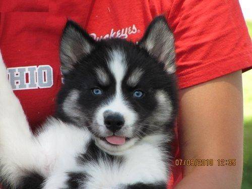 Black - Husky Sibérien Mâle (4 mois)