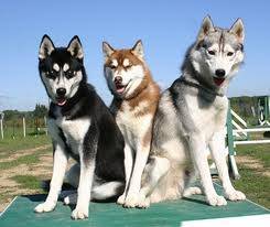 kc, jack, skye - Husky Sibérien Mâle (2 ans)