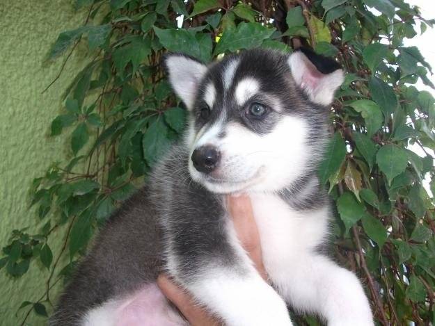 Kiara - Husky Sibérien