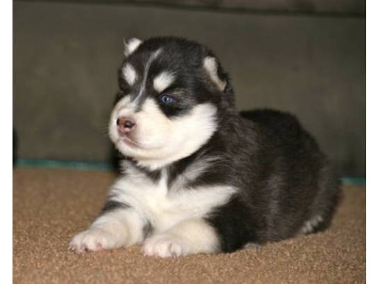 Bebé - Husky Sibérien