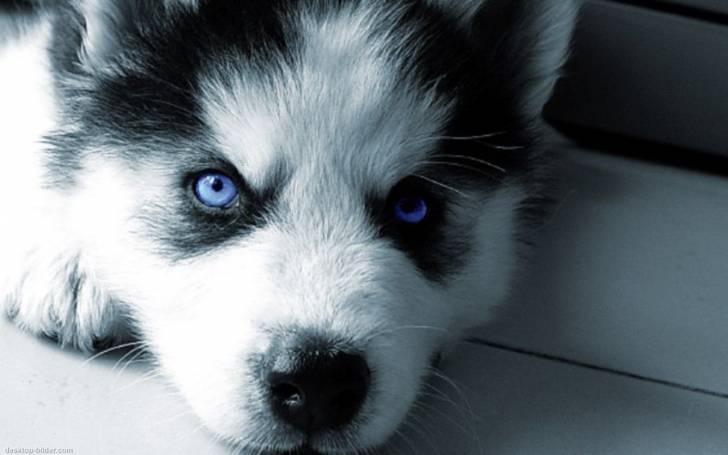 Stern - Husky Sibérien Mâle (7 mois)