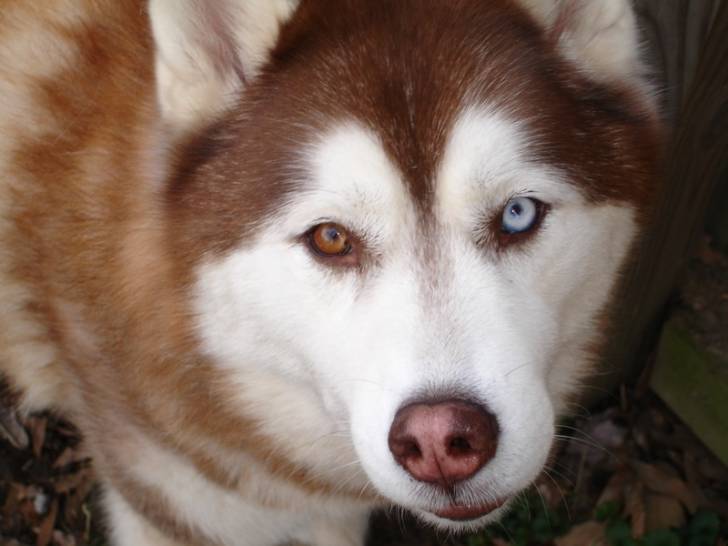 Flame - Husky Sibérien Mâle (1 an)