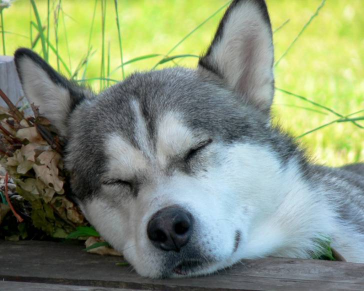 Orian - Husky Sibérien Mâle (10 ans)