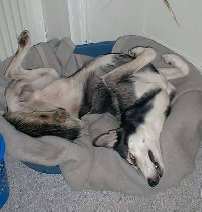 Kiki - Husky Sibérien (11 mois)