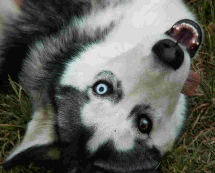 Spice - Husky Sibérien Mâle (3 ans)