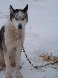 Fallen Angel - Husky Sibérien