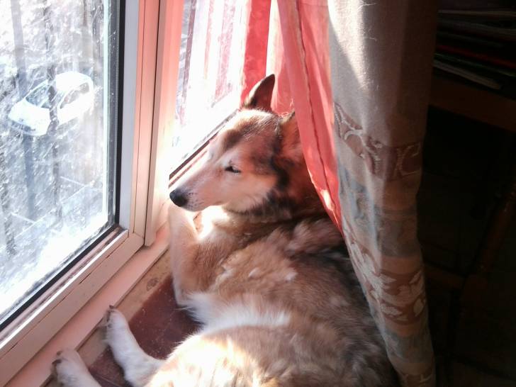 Paprika - Husky Sibérien (12 ans)
