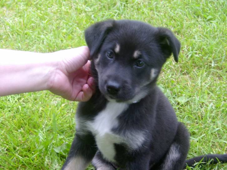 Mika - Husky Sibérien (4 mois)