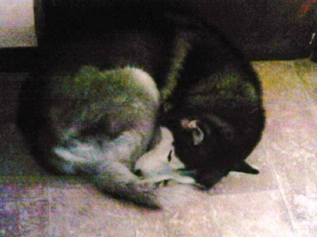 Pataud - Husky Sibérien Mâle (10 ans)