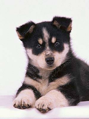 Furia - Husky Sibérien (1 mois)