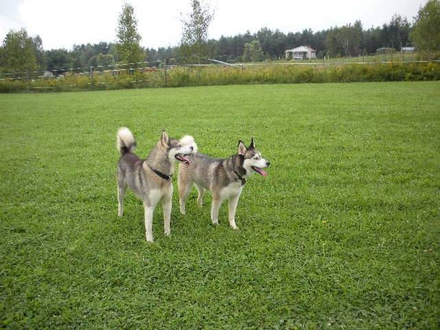 Maya et Taika - Husky Sibérien (3 ans)
