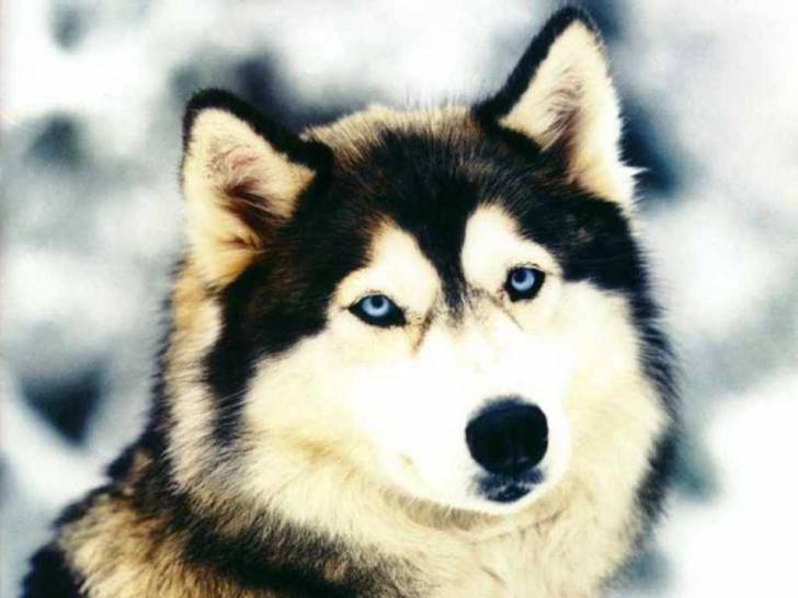 Kingsley - Husky Sibérien Mâle (4 ans)