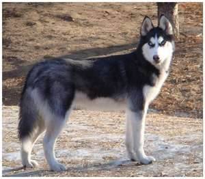 Spencer - Husky Sibérien Mâle (1 an)