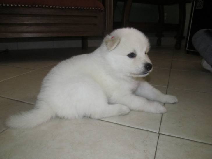 kira - Husky Sibérien (1 an)