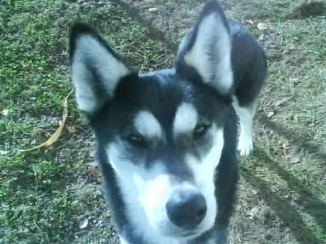 alffy - Husky Sibérien Mâle (4 ans)