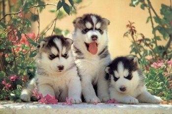maya , melissa y rosita - Husky Sibérien (2 mois)