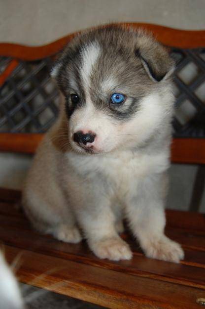 Coqueta - Husky Sibérien (2 mois)