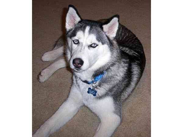 Storm - Husky Sibérien Mâle (11 mois)