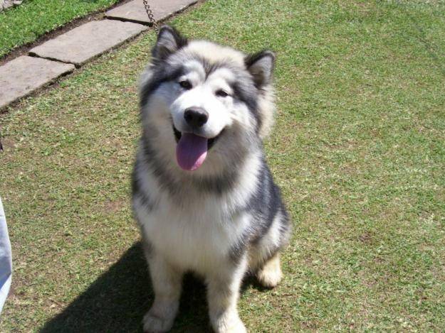 Lobo - Husky Sibérien Mâle (1 an)