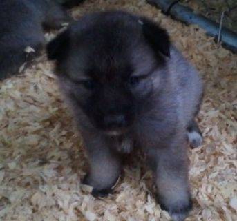 Cami - Husky Sibérien (6 mois)