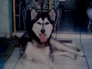 kusba - Husky Sibérien (2 ans)