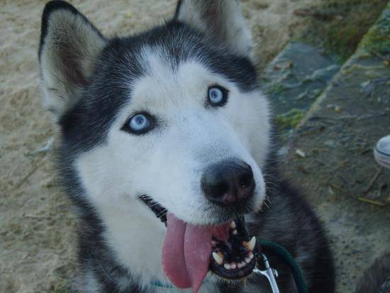 Mika - Husky Sibérien (5 ans)