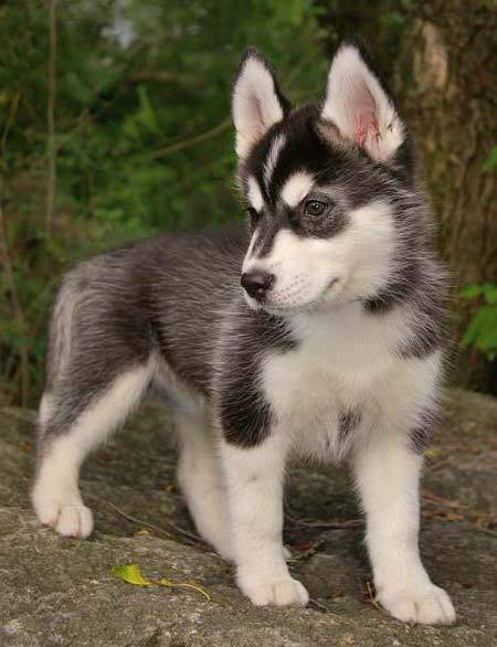 delta dawn - Husky Sibérien (4 ans)