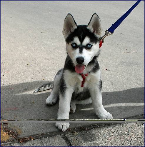 stormy rose - Husky Sibérien (5 mois)
