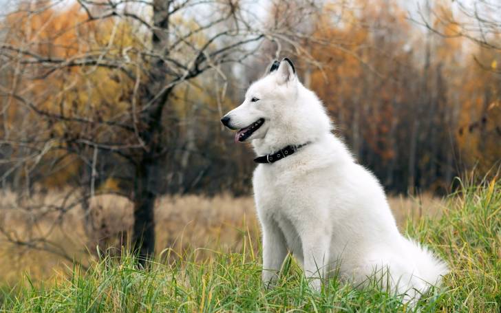 snowy - Husky Sibérien (4 ans)