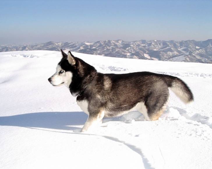 Kaya - Husky Sibérien (8 ans)