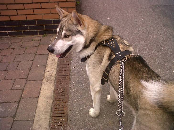 Zeus - Husky Sibérien Mâle (1 an)